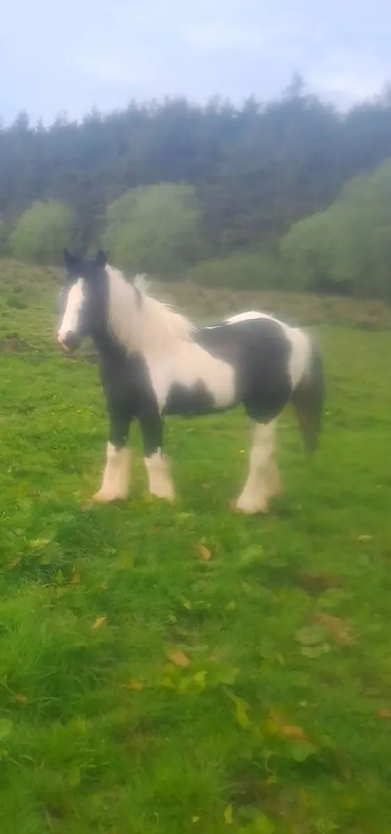 Ponies - Image 1