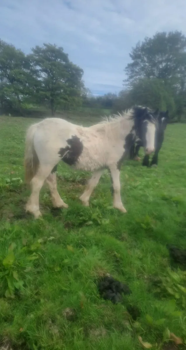 Ponies - Image 2