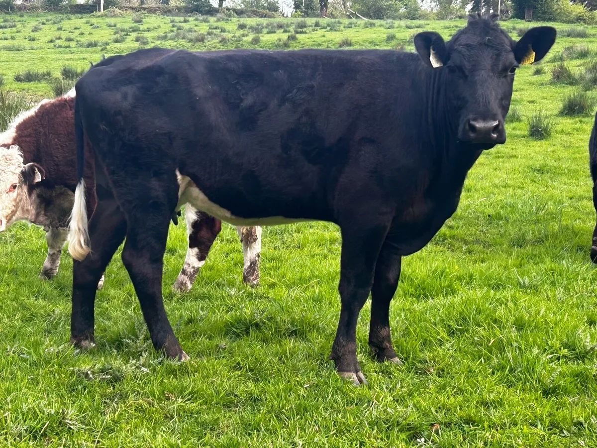 Two Young Dry Cows - Image 2