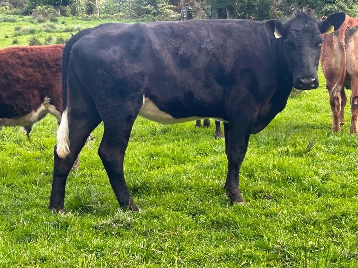 Two Young Dry Cows - Image 3
