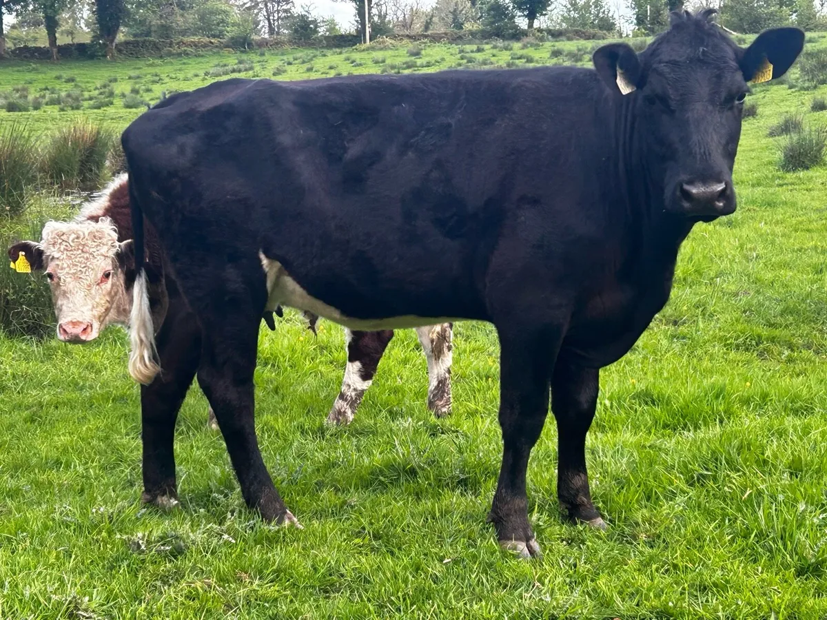 Two Young Dry Cows - Image 4