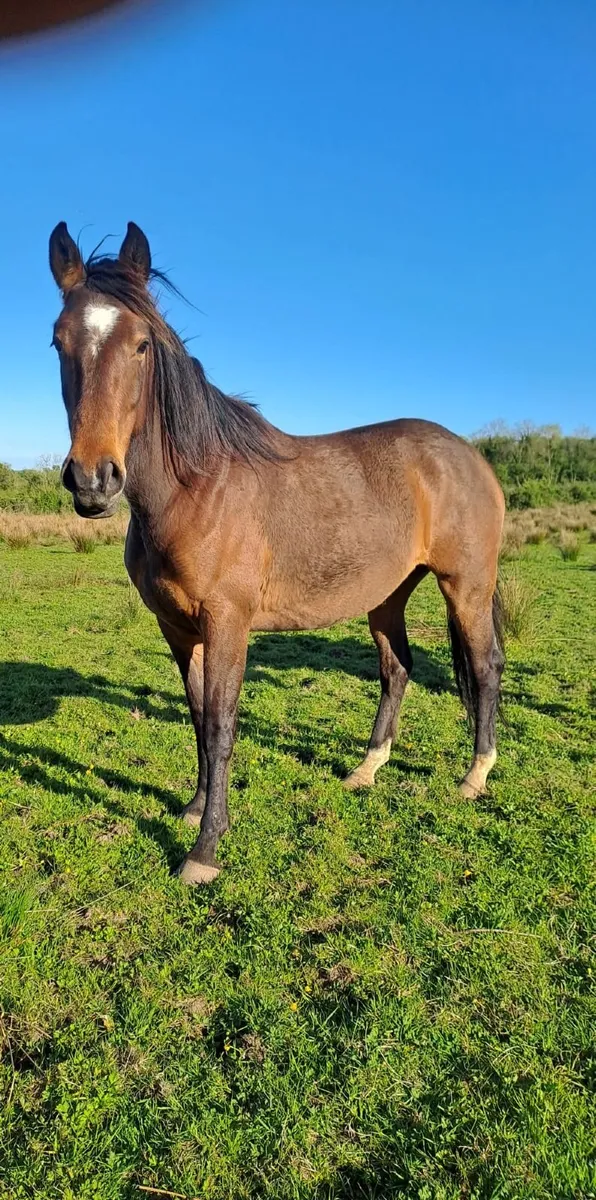 Horses