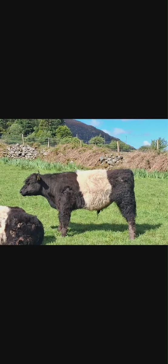 Belted Galloway Pure Bred Bull - Image 1