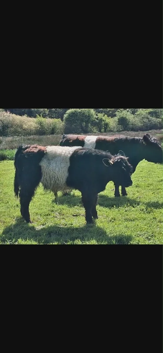 Belted Galloway Pure Bred Bull - Image 2