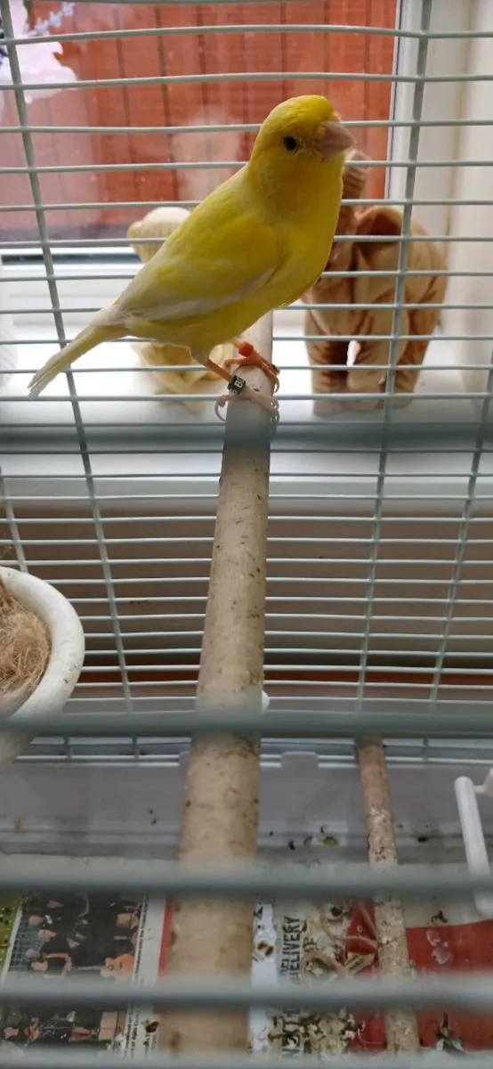Roller canary€25  cage€50  bird and black cage €65 - Image 2