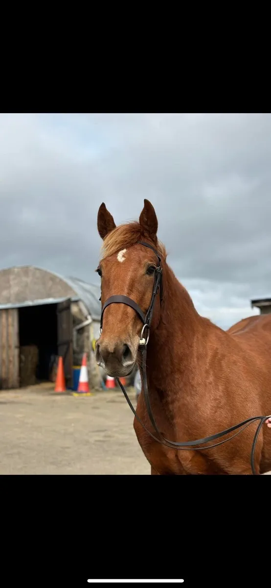 Horse - Image 4