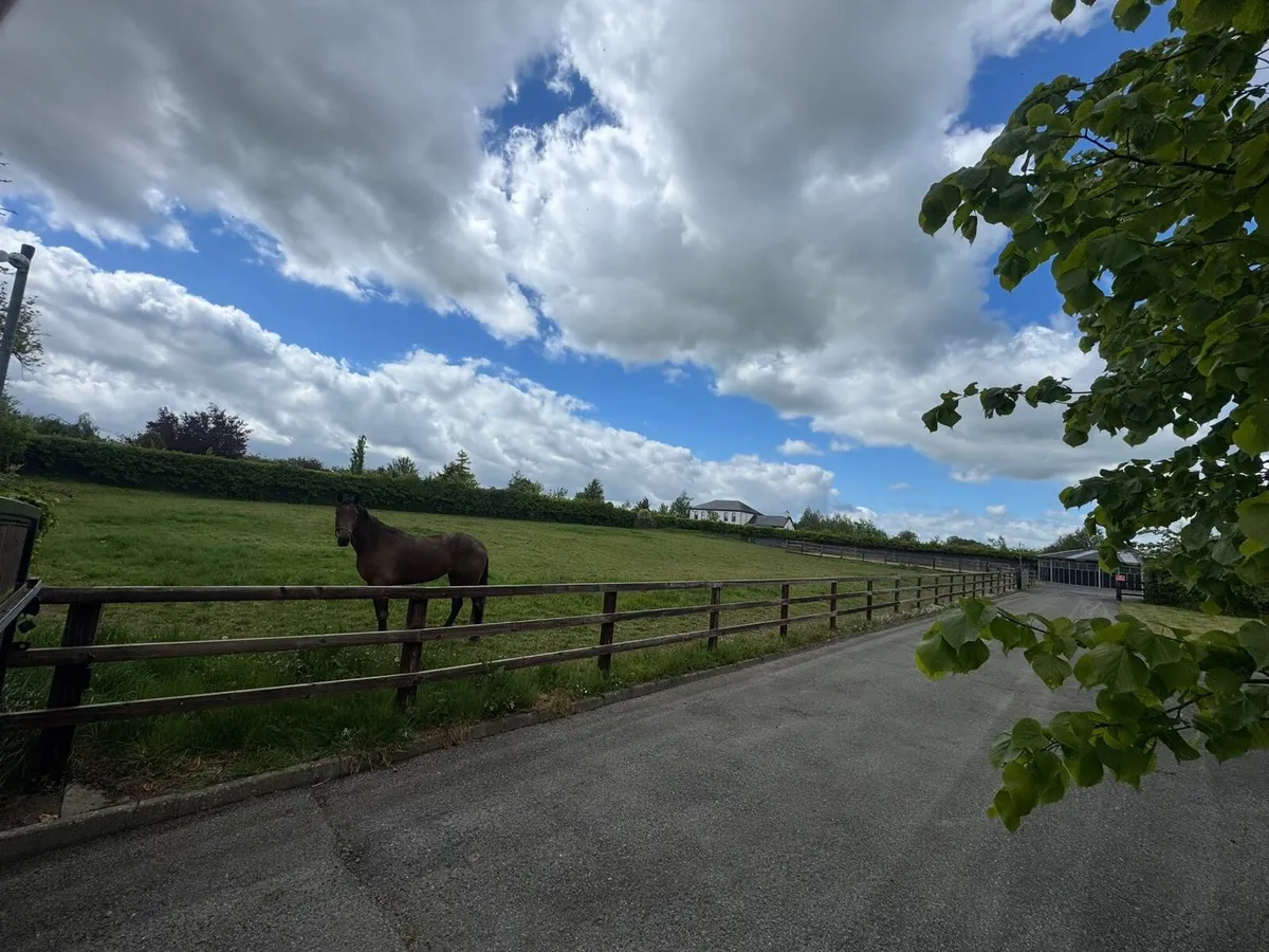 6 stables  walker sand paddock half acre paddock - Image 4