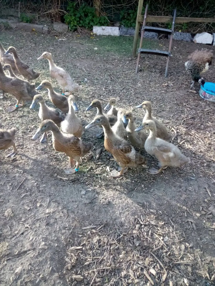 Drake's /Duckling/ Roosters/ Hatching eggs. - Image 1