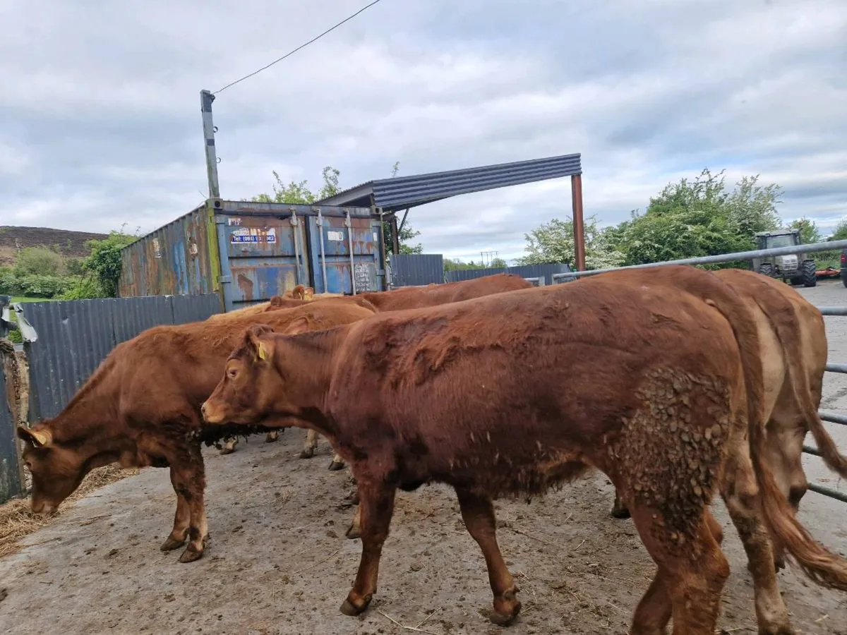 Breeding Heifers - Image 2