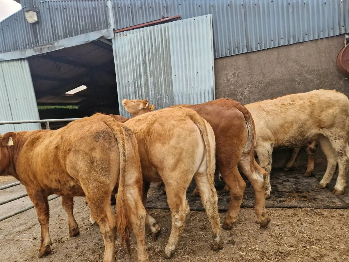 Breeding Heifers - Image 3
