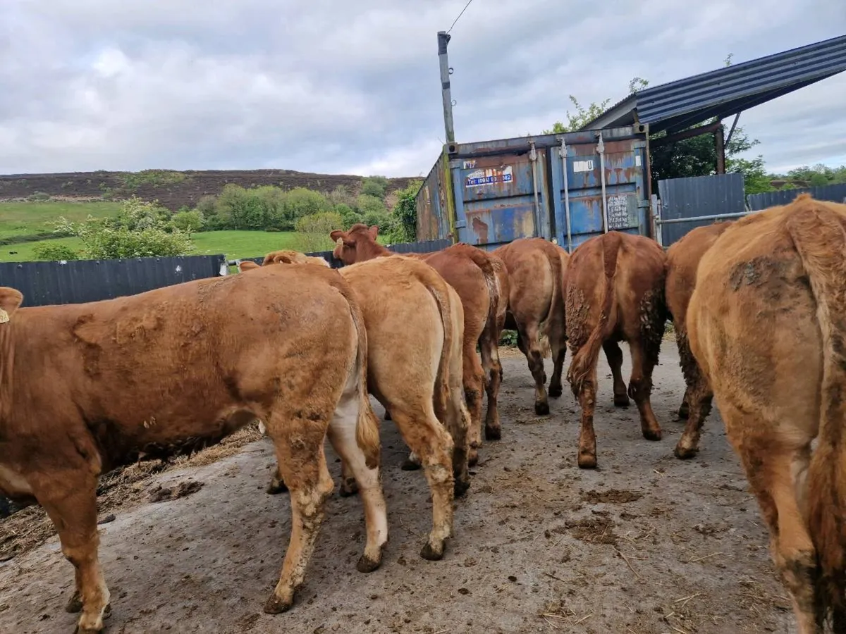 Breeding Heifers - Image 1