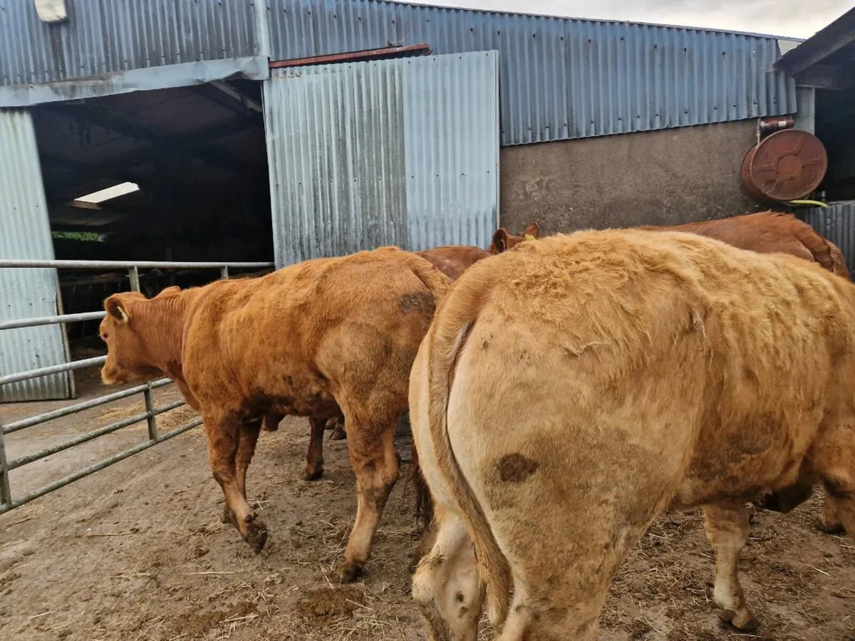 Breeding Heifers - Image 4