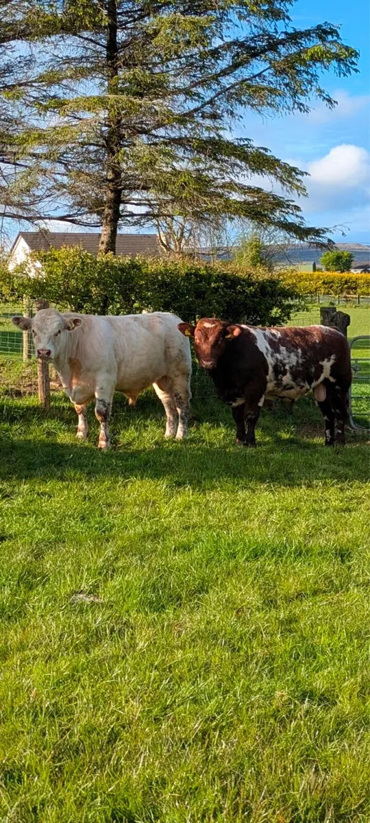 PEDIGREE SHORTHORN BULL - Image 1
