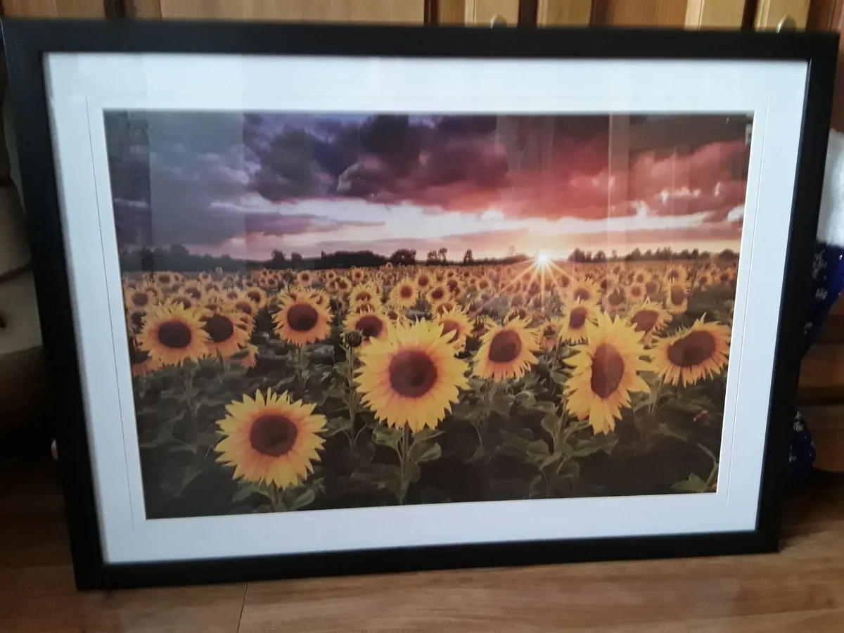 Lovely large picture of sunflowers - Image 1