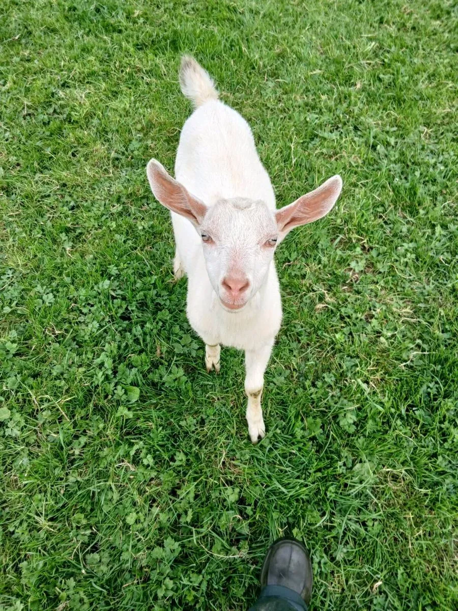 Goat - Image 2