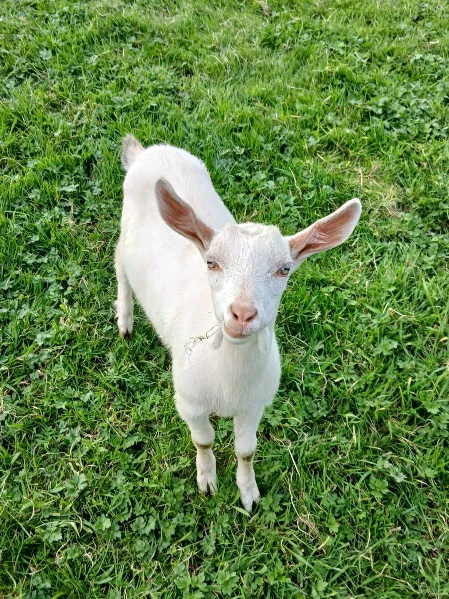 Goat - Image 1