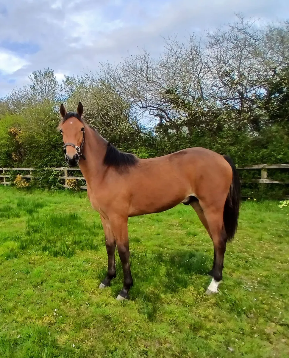 Two Stunning Yearling Geldings - Image 3