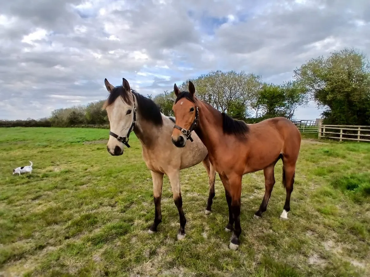 Two Stunning Yearling Geldings - Image 1