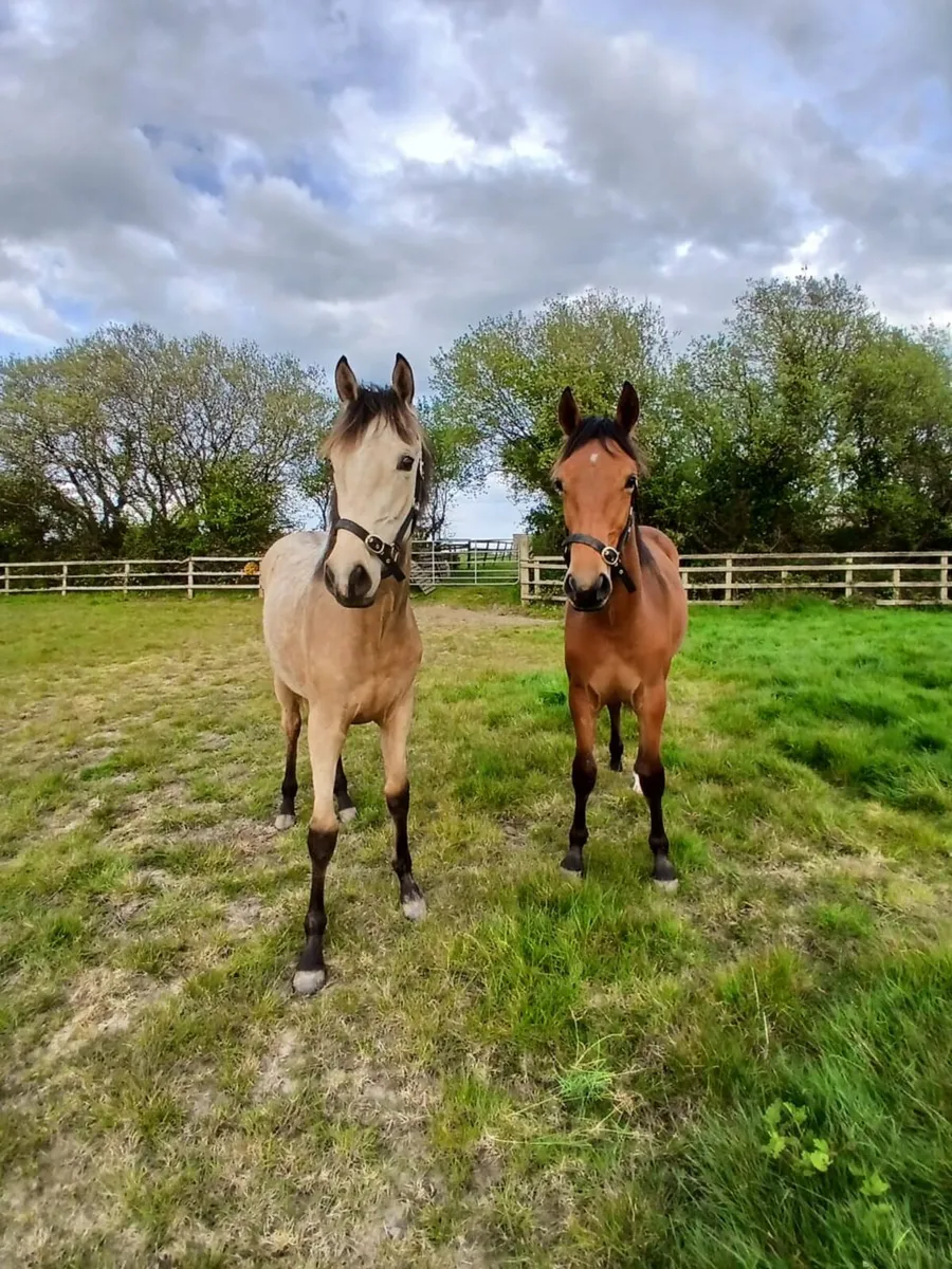 Two Stunning Yearling Geldings - Image 4