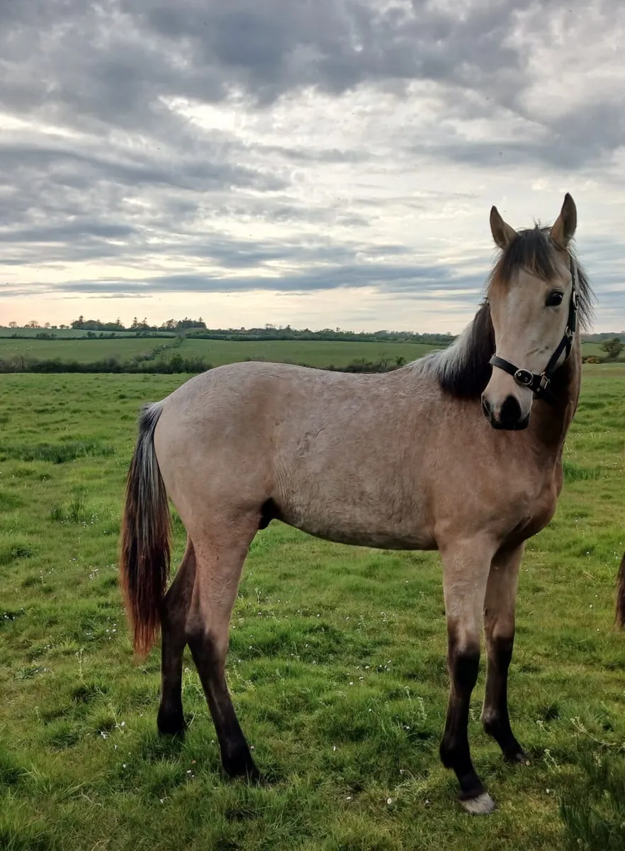 Two Stunning Yearling Geldings - Image 2