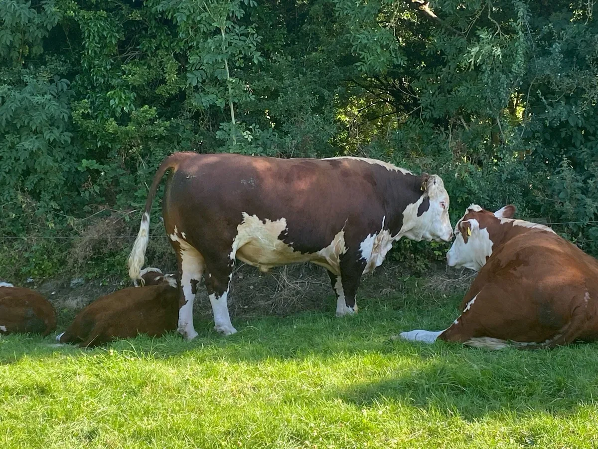 Herefords - Image 1