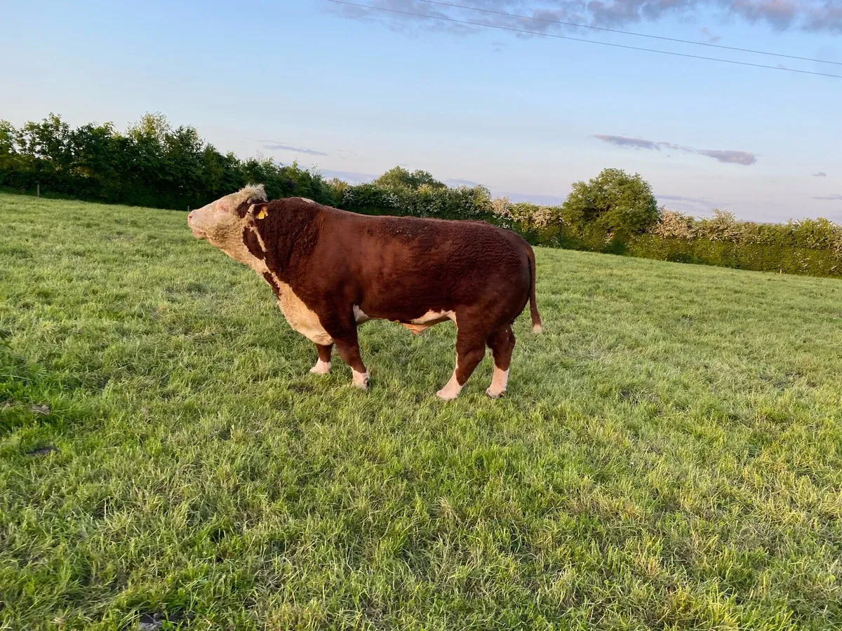 Herefords - Image 2