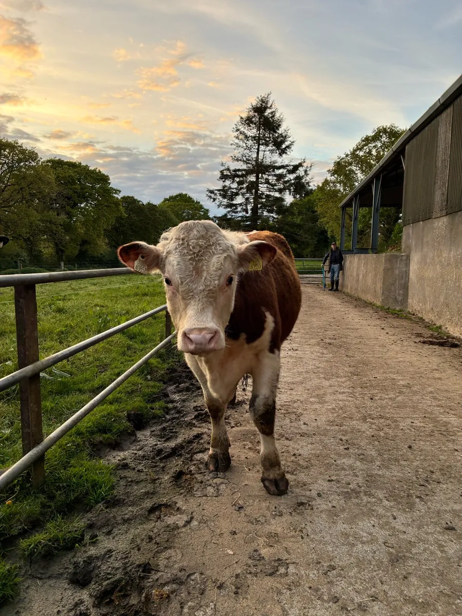 Pedigree Hereford Bull - Image 1