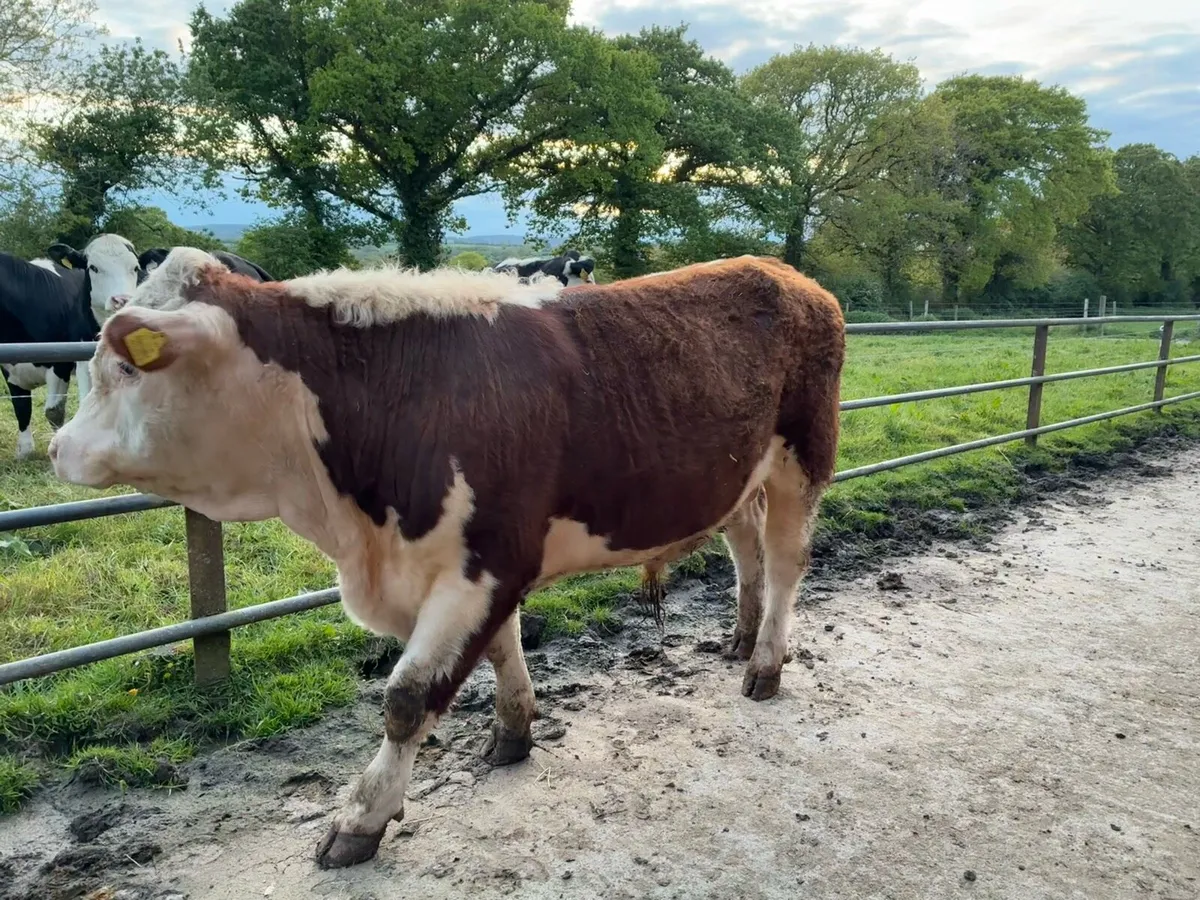 Pedigree Hereford Bull - Image 2