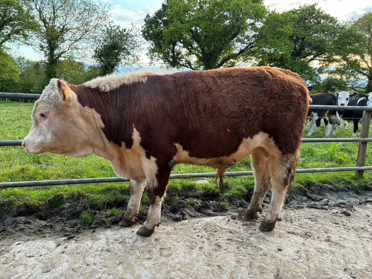 Pedigree Hereford Bull - Image 3