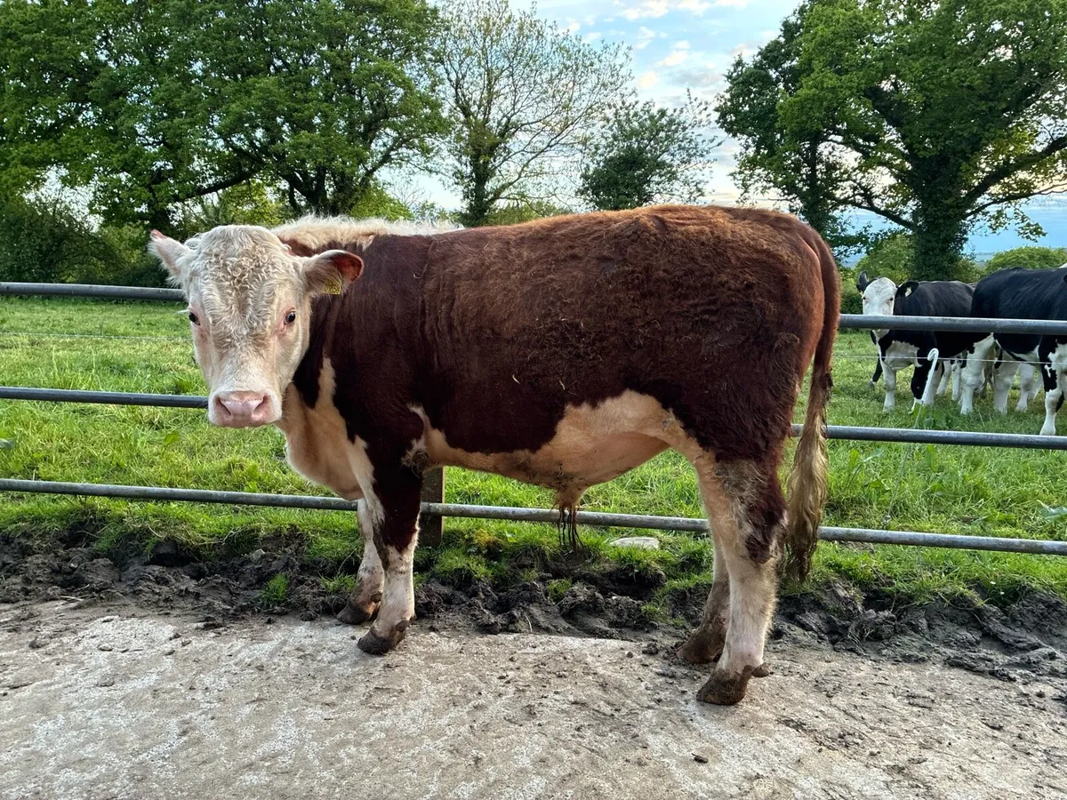 Pedigree Hereford Bull - Image 4
