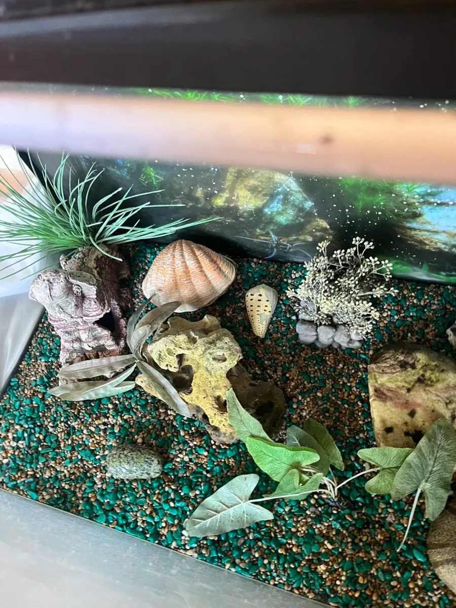 Fish tank - Image 3