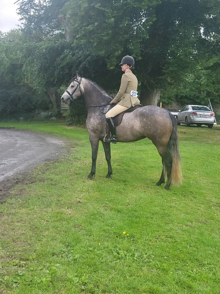 Connemara yearling Colt Clifden sale 17th May - Image 3