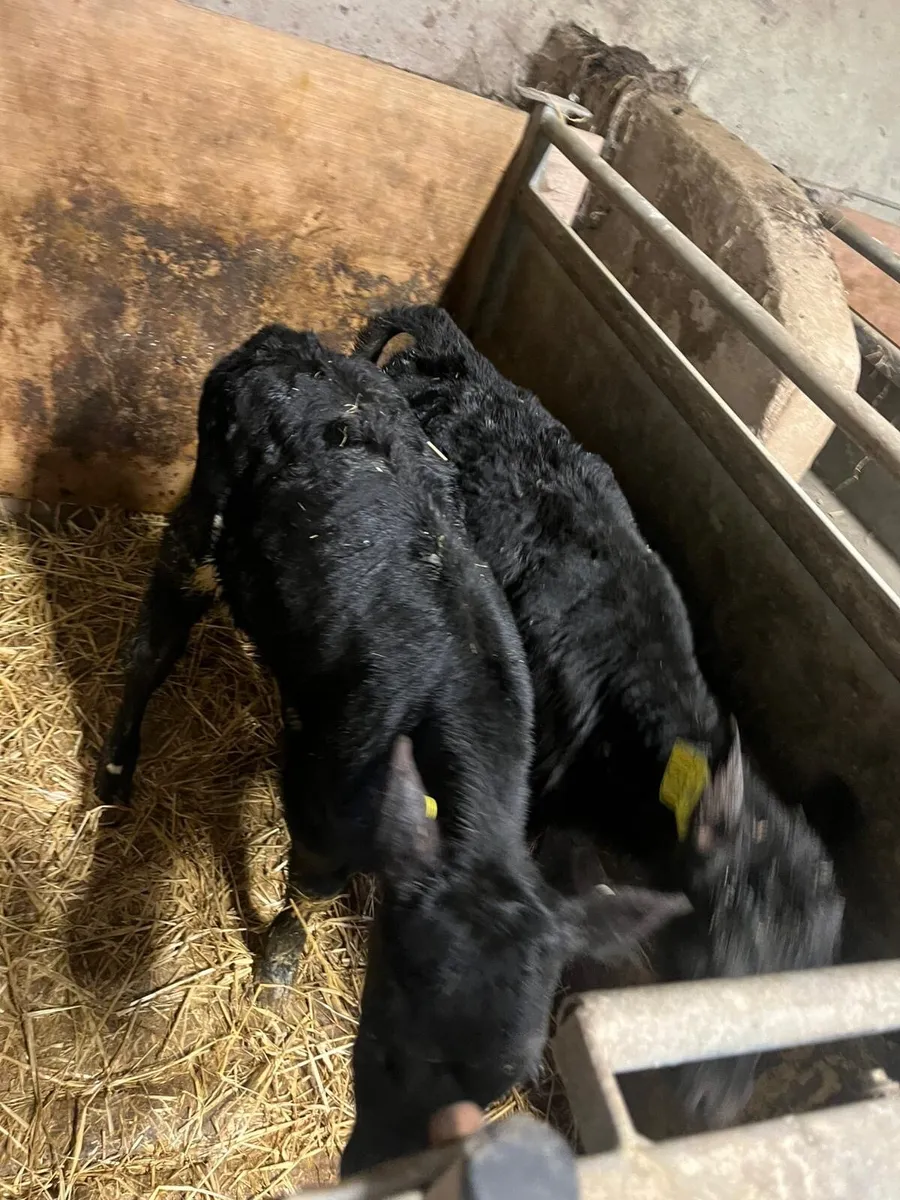 Angus and  speckled park calves - Image 1
