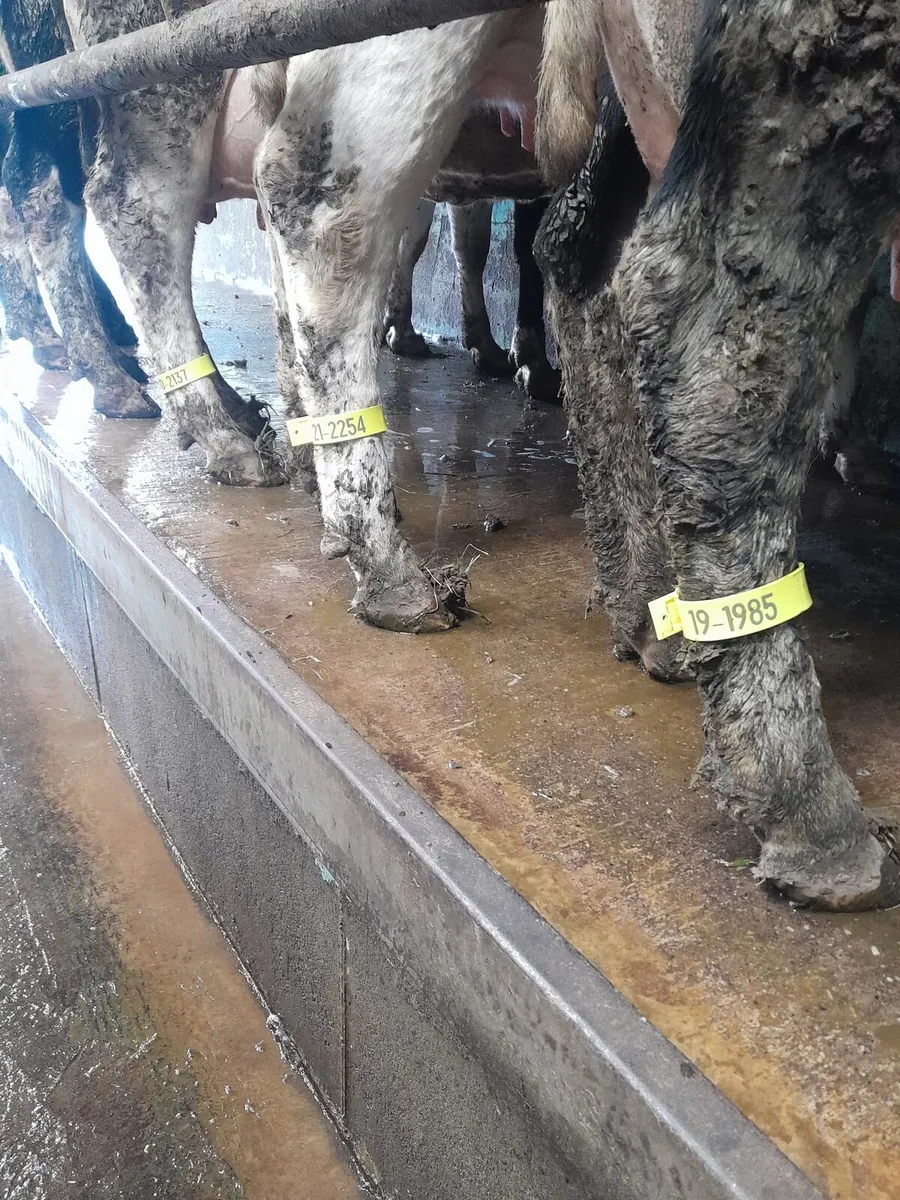 Cow identification legstraps - Image 1