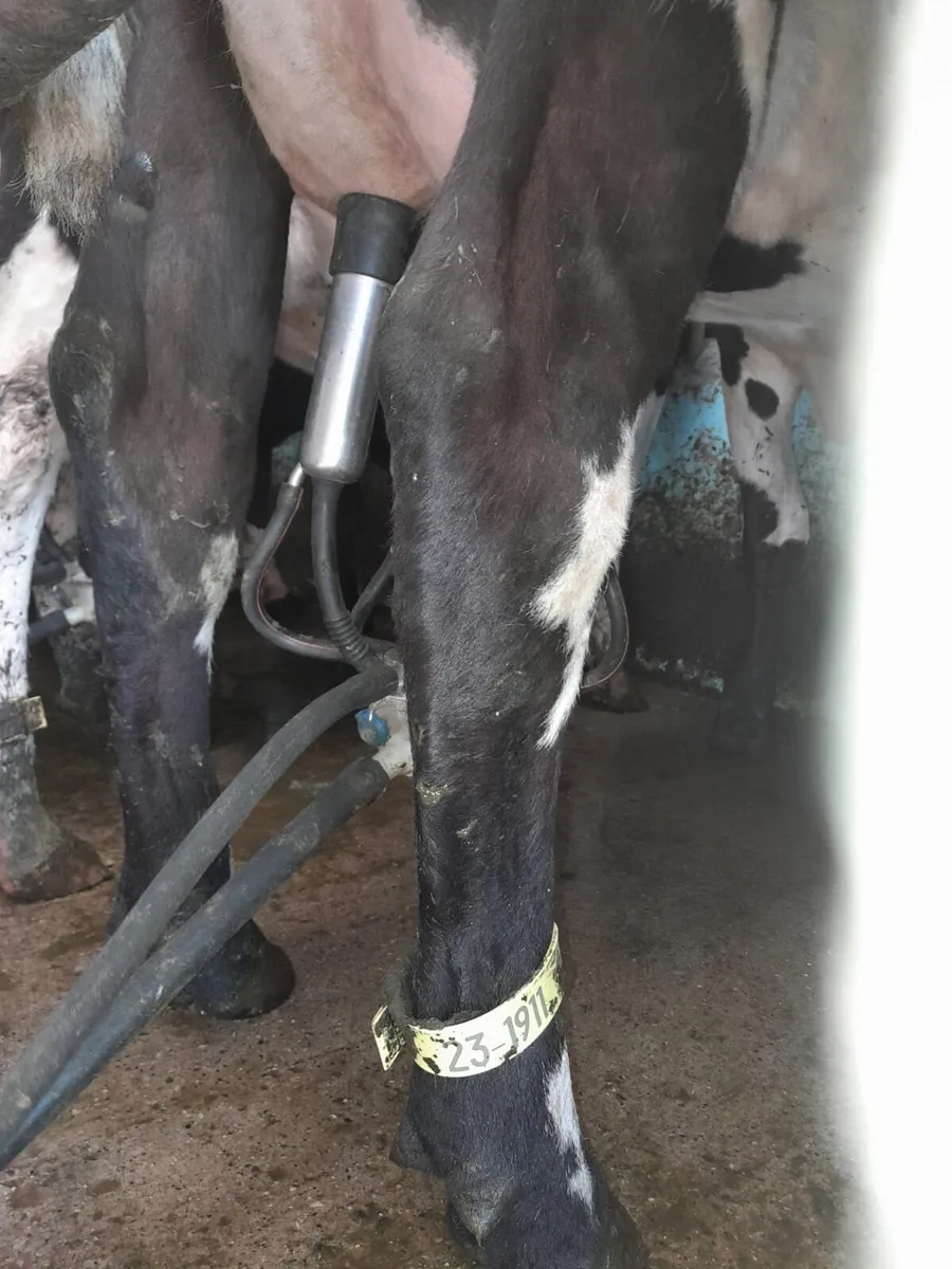 Cow identification legstraps - Image 2