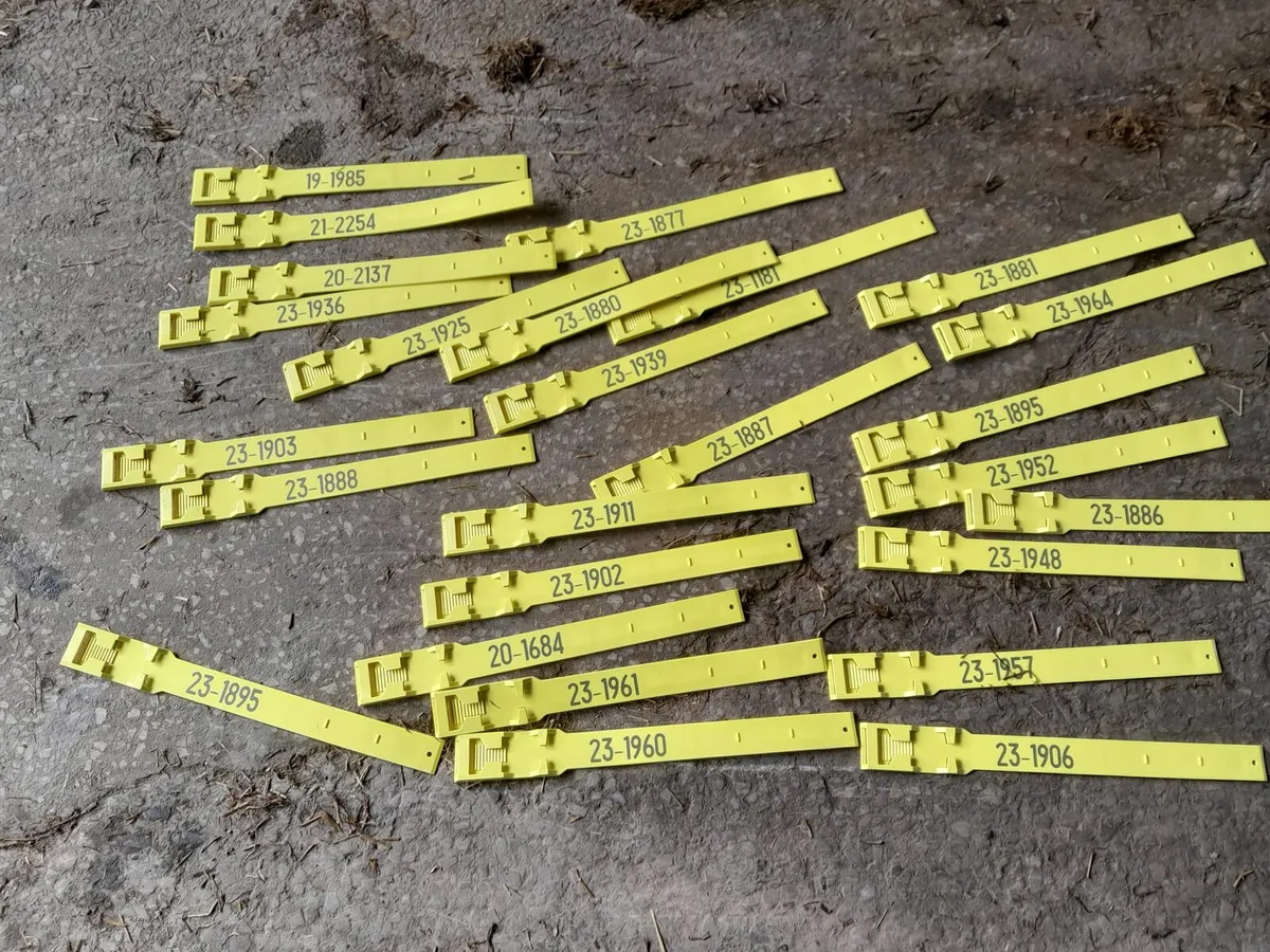 Cow identification legstraps - Image 4