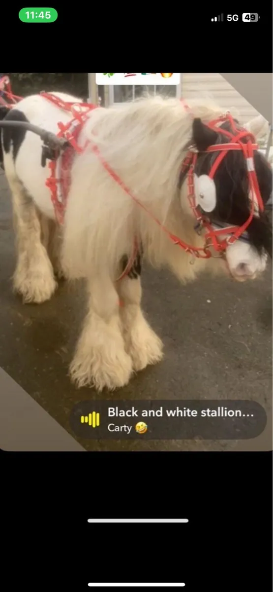 Stallion at stud 11hh - Image 4