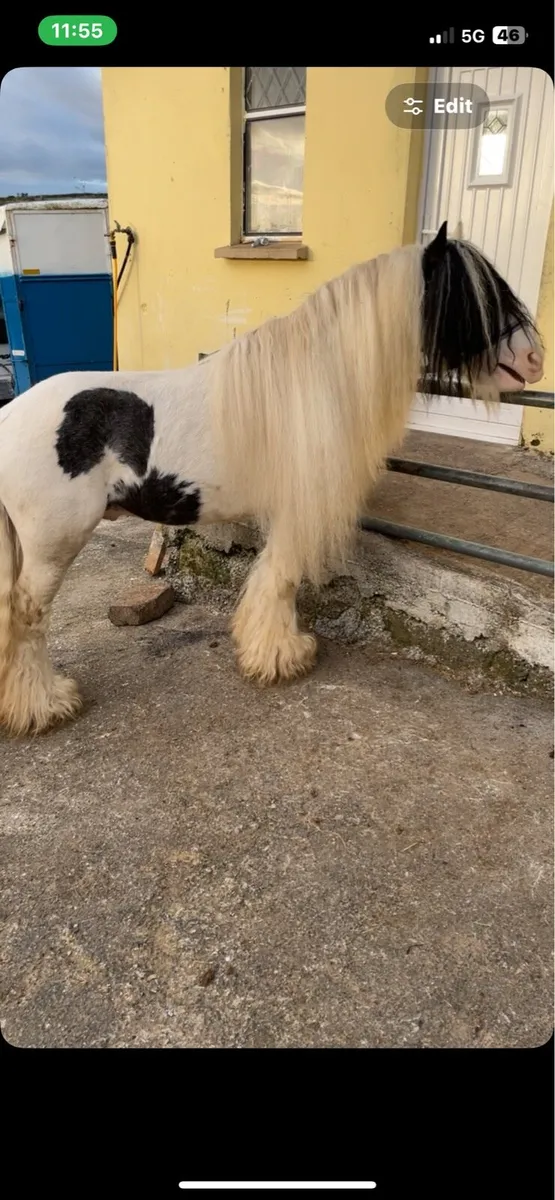 Stallion at stud 11hh - Image 2