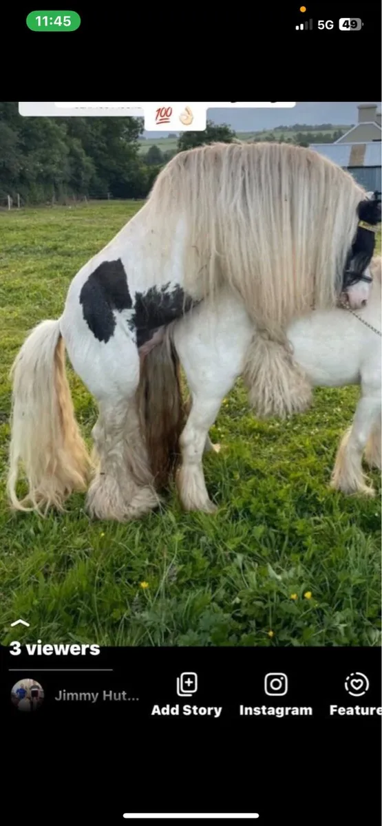 Stallion at stud 11hh - Image 3