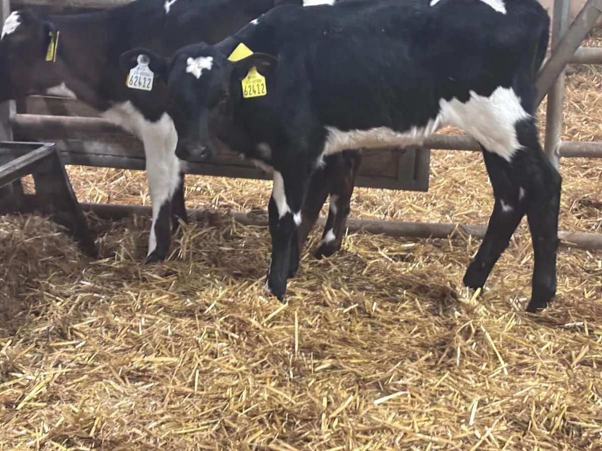 2 Freisan heifer calves for sale - Image 2