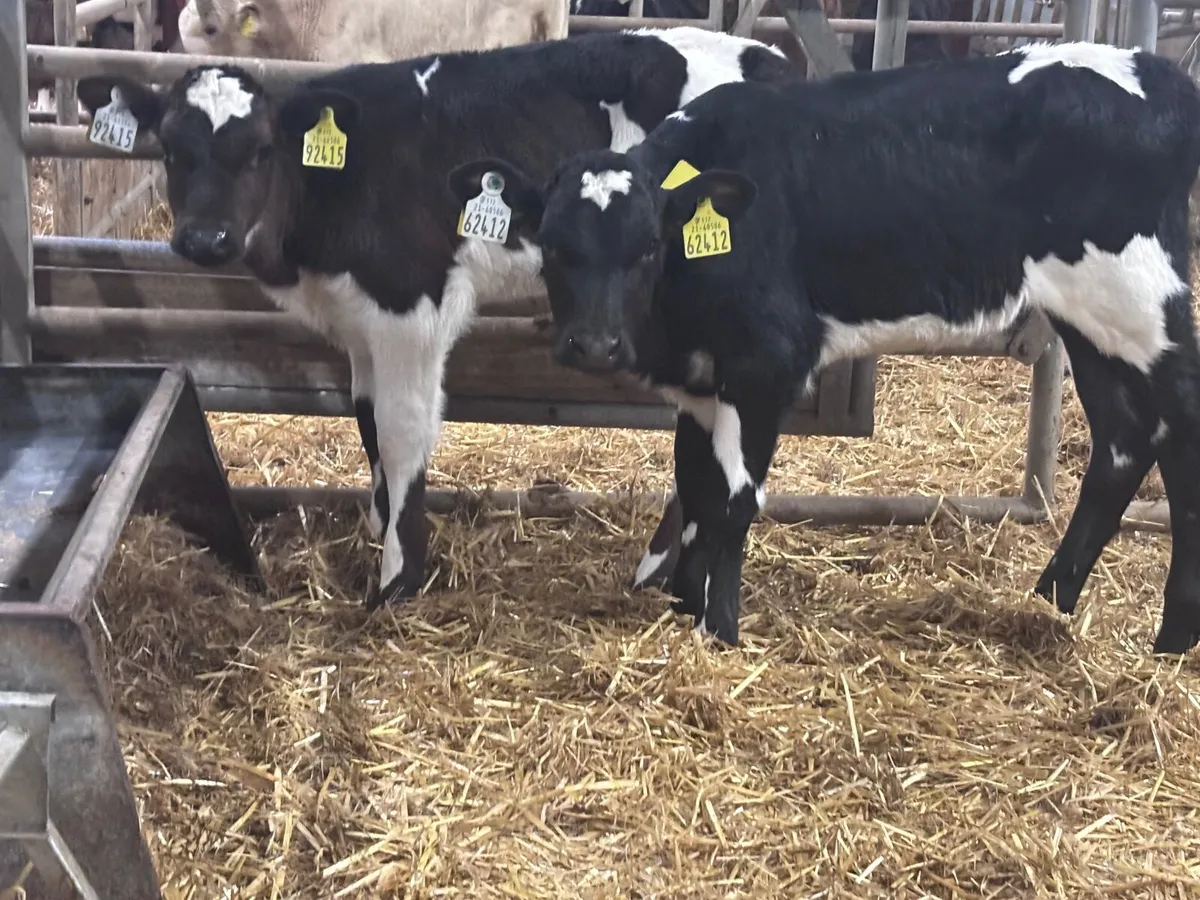 2 Freisan heifer calves for sale - Image 1