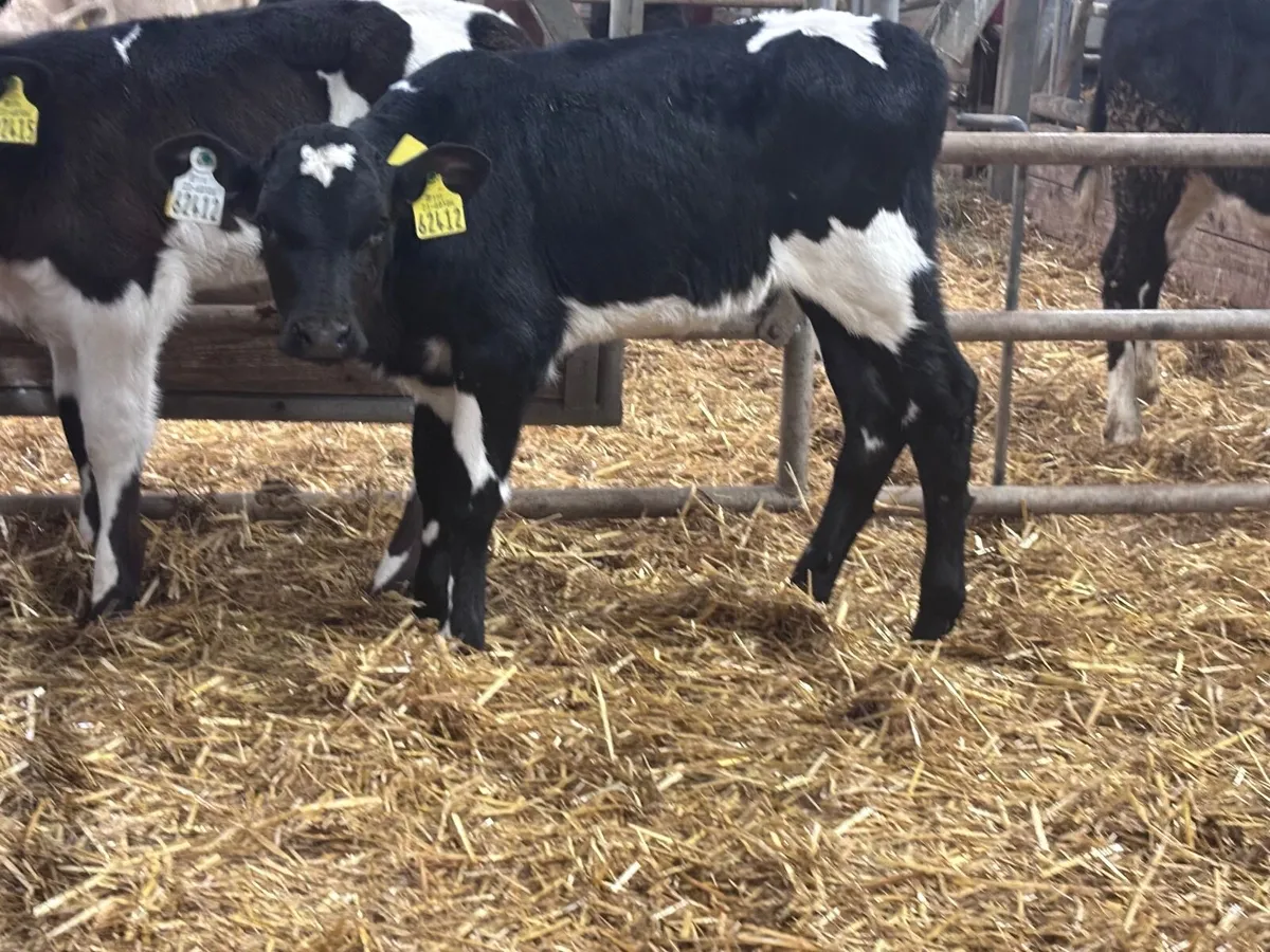 2 Freisan heifer calves for sale - Image 3