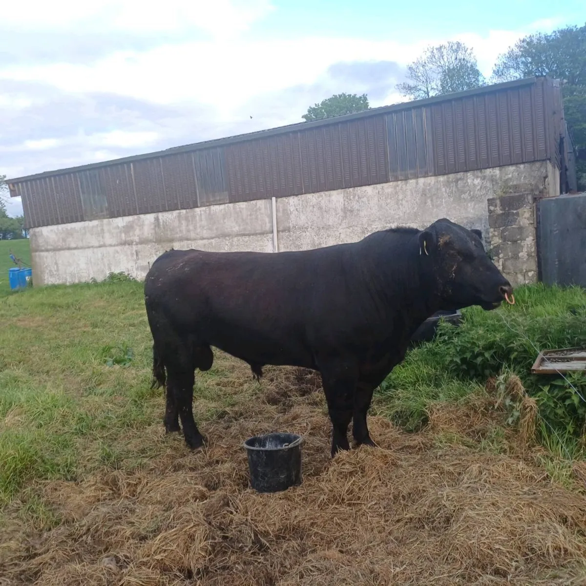 PBR Angus bull - Image 1