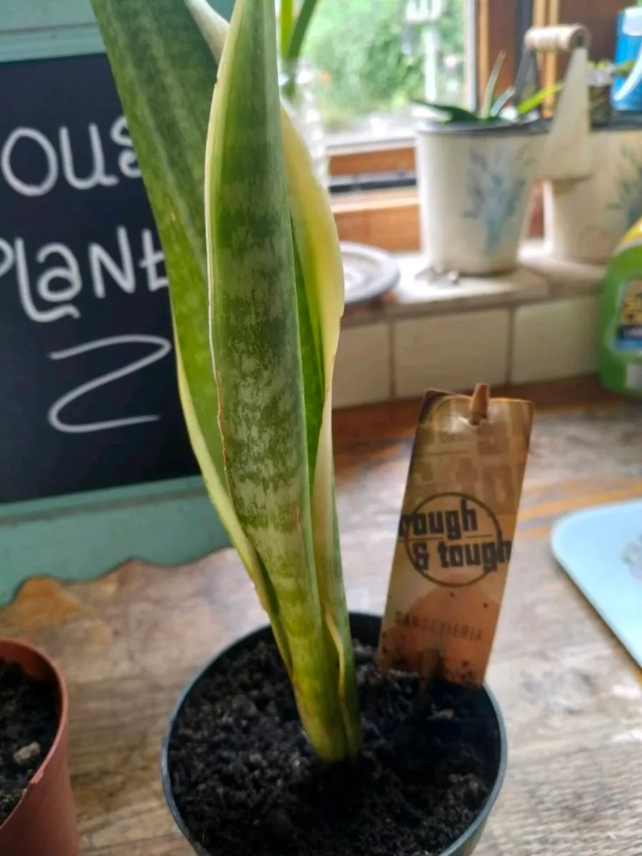 Mother-in-law's tongue, also known as snake plant - Image 2