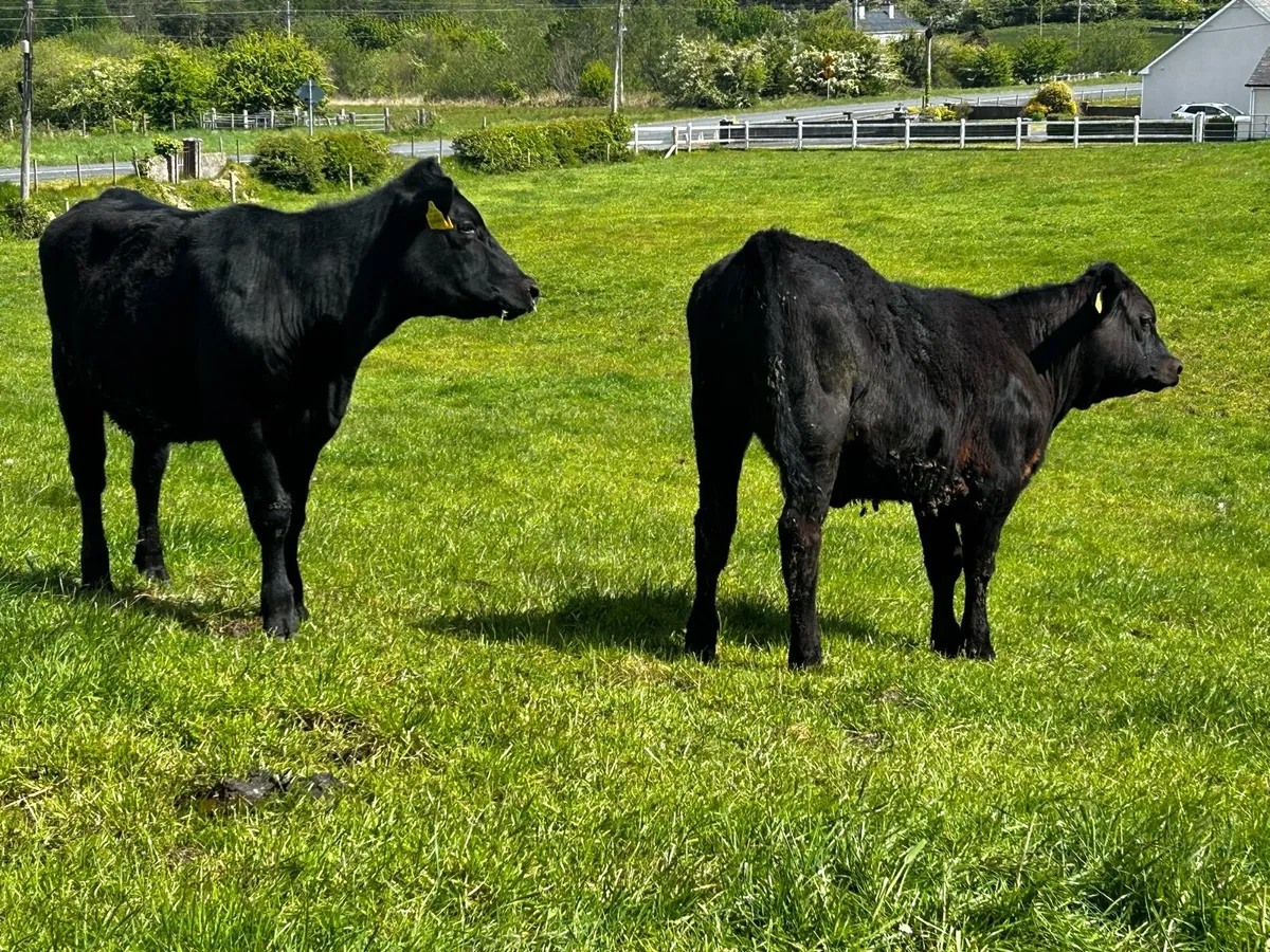 Two Angus Heifers - Image 2