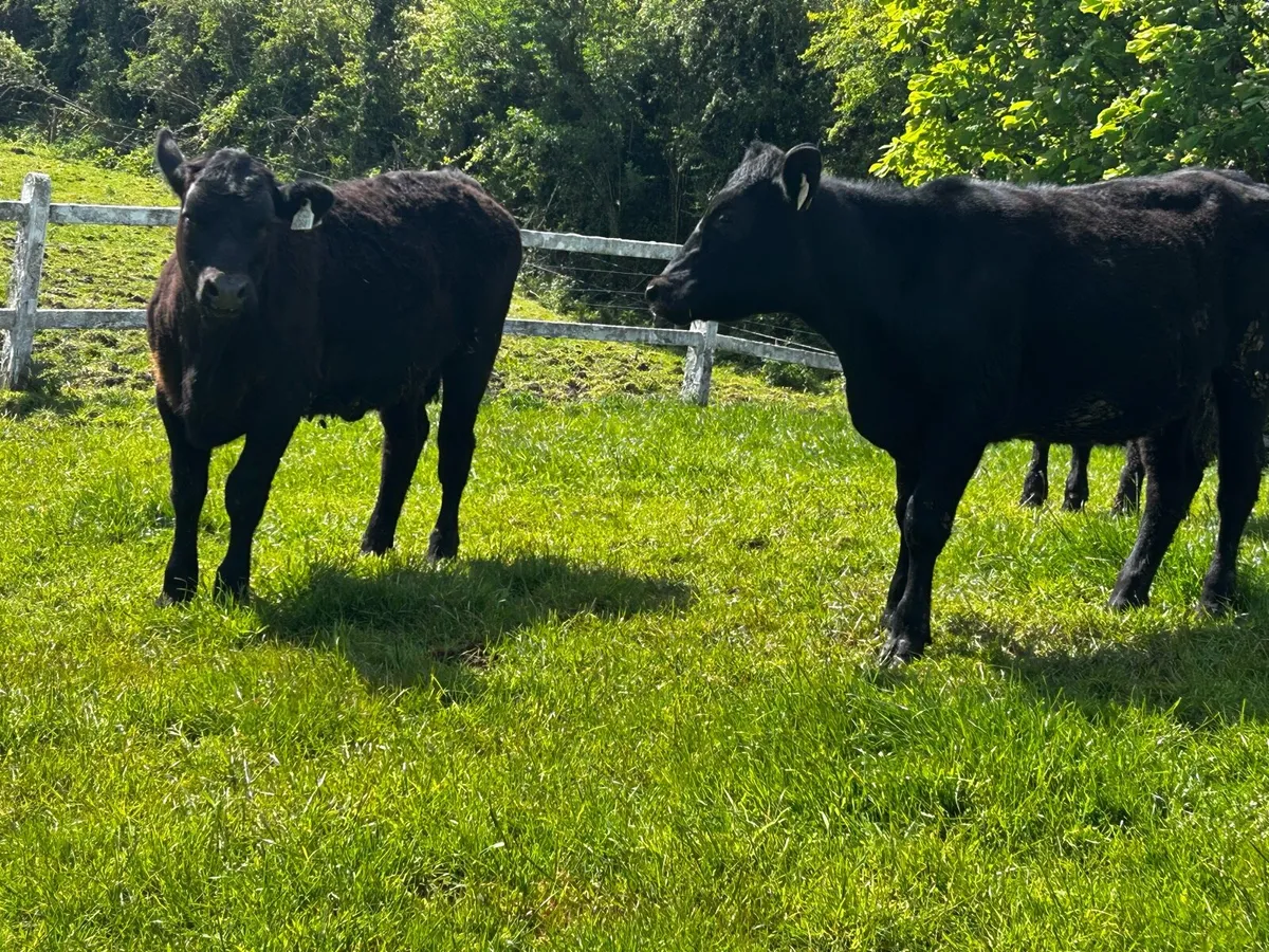 Two Angus Heifers - Image 3