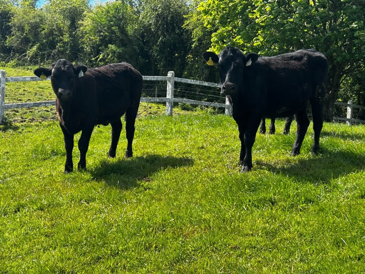 Two Angus Heifers - Image 1