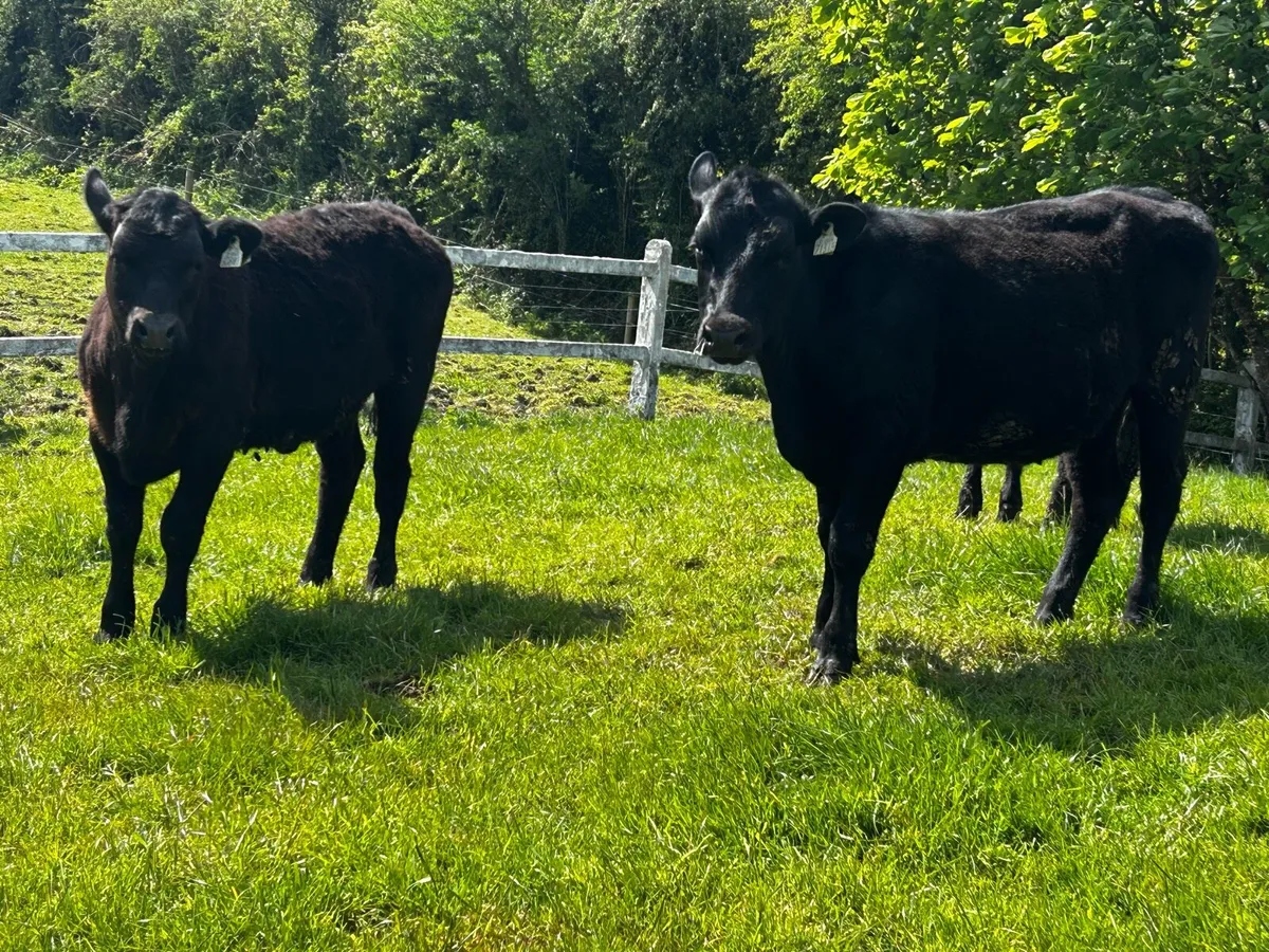 Two Angus Heifers - Image 4