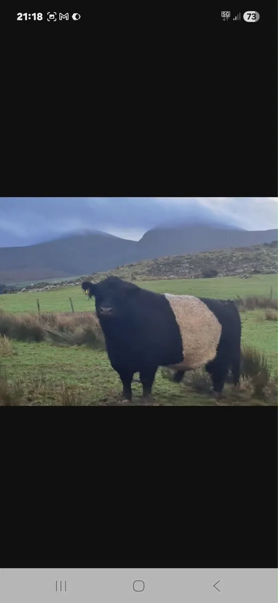 Belted Galloway Pure Bred Bull - Image 3