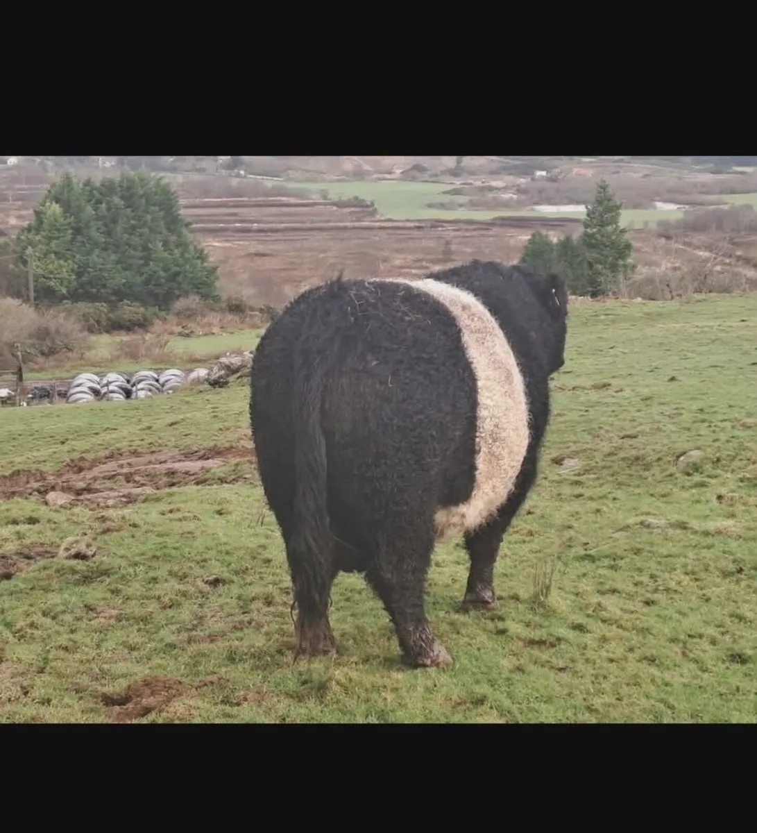Belted Galloway Pure Bred Bull - Image 4